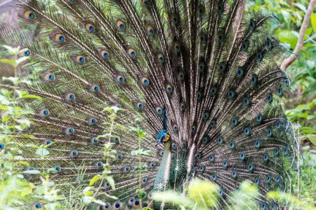 Nature Trek in Mondulkiri