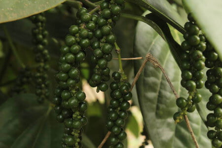 Kampot Half Day Tour